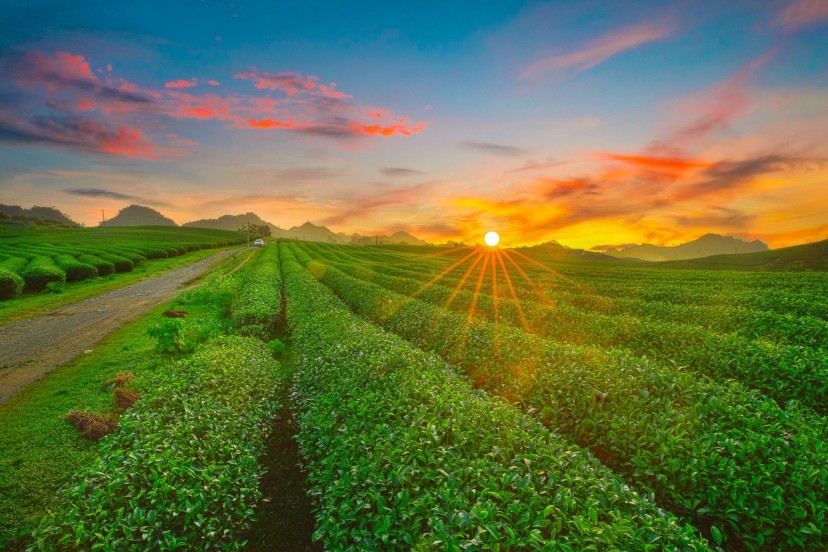 Top 11 Best Things To Do In Moc Chau, Vietnam Top 11 Best Things To Do In Moc Chau, Vietnam